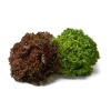 batavia verte rouge
