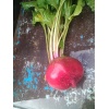 betterave rouge 157072039