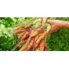 carottes juste cueillies 1260056820