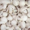 champignon blc
