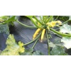 courgette jaune