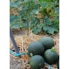 courgette ronde