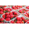 fraises calibres