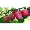 prune rouge style altesse