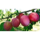 prune_rouge_style_altesse