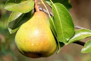 poire durondeau