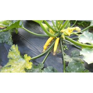 courgette_jaune