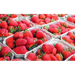 fraises_calibres