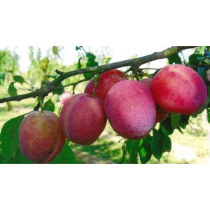 prune_rouge_style_altesse