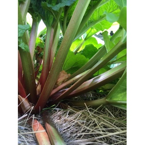 rhubarbe