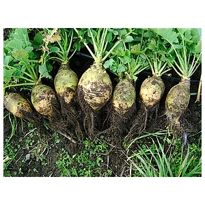 rutabaga