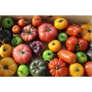 tomates-anciennes