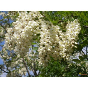 fleurs-d-acacia-visoflora-27475