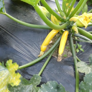 courgette jaune