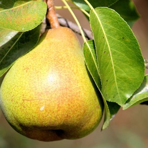 poire durondeau