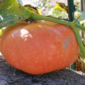 potiron