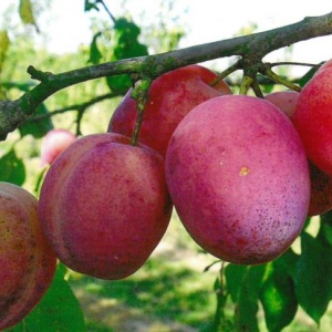 prune rouge style altesse